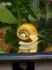 schnecke02.jpg