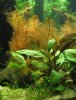 2008-01-19 Myriophyllum und Alternathera.jpg