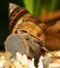 Pianoschnecke02.JPG