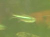 fische08 007.jpg