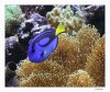 Paracanthurus hepatus.jpg