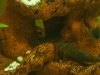 fische3.JPG