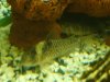 fische2.JPG
