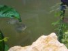platys.jpg