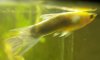 guppy_m1.jpg