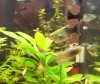 guppy3b.jpg