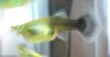 guppya.jpg