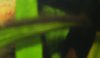 Algenblatt1.jpg