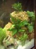 Mamas_Aquarium (3).JPG