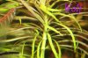 normale stellatus.JPG