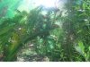 Endlers5.jpg