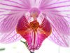 Orchide.jpg