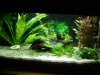 Aquarium nach Neugestaltung 003.JPG