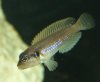 ocellatus 2.jpg