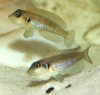 ocellatus 1.jpg