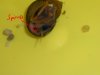 DSCN0258spinne.JPG