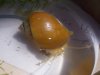 Schnecke 31.8.JPG