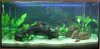 Aquarium1.jpg