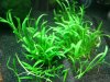 Lilaeopsis brasiliensis.jpg