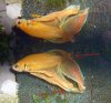 betta1.jpg