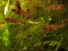 rasbora2_800x600.JPG