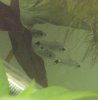 Corydoras.jpg
