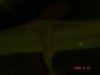 DSC04017.JPG