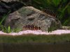 Botia rostrata 3.jpg