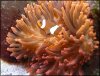 Anemonenfisch.jpg
