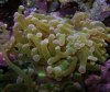 Euphyllia.jpg