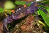 Geosesarma_sp._Vampir.jpg