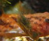 2008-11-11_Hexenwels_Algen_005.jpg
