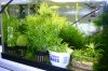 Pogostemon in 25L. AQ ganz303kb.JPG