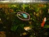 Guppy 2.JPG