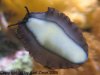Schnecke 1.jpg
