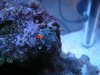 Scheibenanemone.jpg