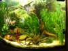 2009_0104Apistogramma0003.JPG