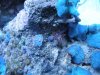 Anemone+Krustis+Scheibenasnemone.jpg