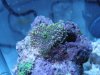 Scheibenanemone1.jpg