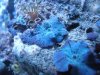 Scheibenanemone2.jpg