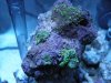 Scheibenanemonen+Anemonen.jpg