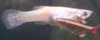 guppy.JPG