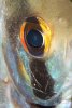 Peru-Altum-Auge.JPG