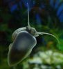 schnecke1.jpg
