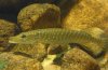 Esox.jpg