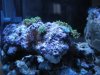 Welche Anemone und welche Scheibenanemone.jpg