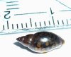 Schnecke01.jpg