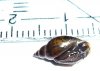 Schnecke02.jpg