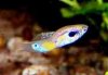 koelnguppy5.jpg