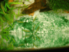 imgp2421_490.gif